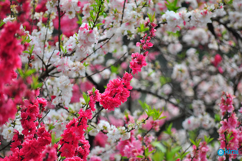 sakura