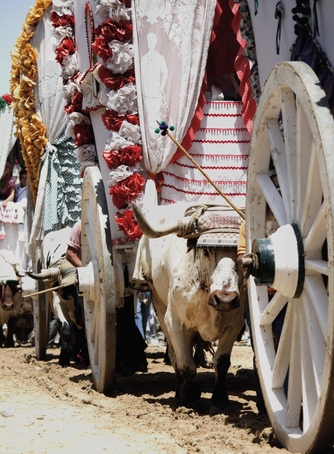 carros-de-el-rocio